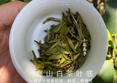 白茶与生普洱茶的功效比较及差异分析