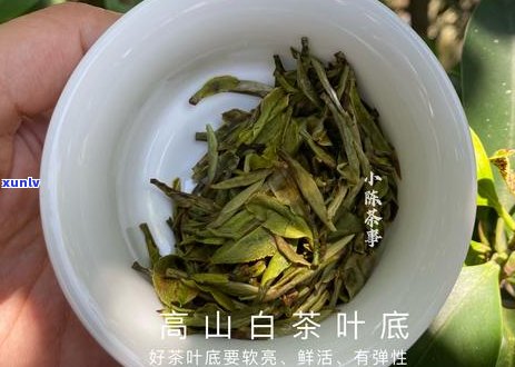 白茶与生普洱茶的功效比较及差异分析