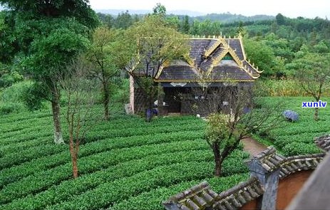 新'探索中国普洱茶的六大主产区及其特色风味'