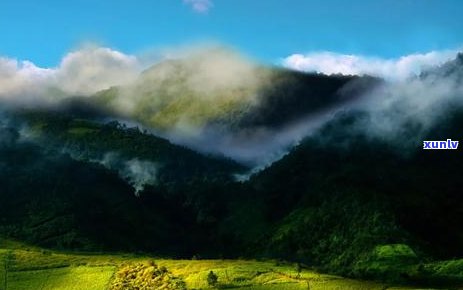 云南普洱茶：源自神秘的西双版纳，探寻这片茶叶的产地与文化