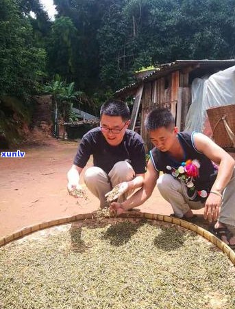 云南普洱茶：源自神秘的西双版纳，探寻这片茶叶的产地与文化