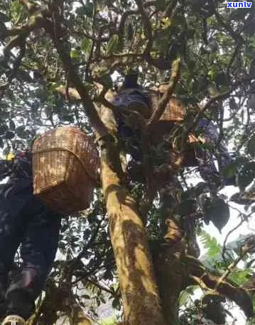 新马鞍山古树普洱茶珍品价格分析，选购指南与口感体验