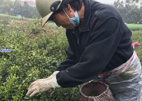 全面解析马鞍山茶叶品质与口感，解答用户关于马鞍山茶叶的疑问与需求