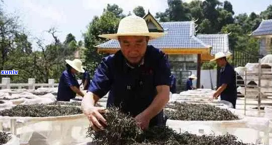 普洱茶制茶大师-普洱茶制茶大师十大排名