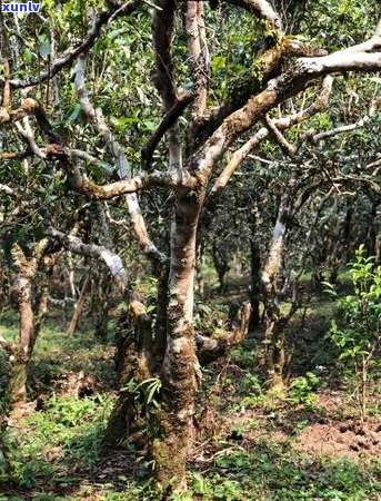 勐海山头茶叶：从茶叶种植到品质保证，全方位解答您的疑问