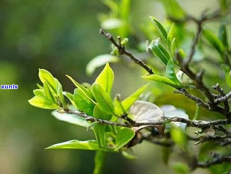 两千右的普洱茶饼真伪鉴别与品饮指南