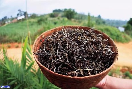 普洱生茶熟茶哪个好喝？比较普洱生茶与熟茶的口感差异