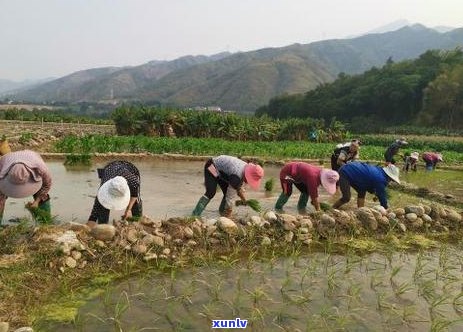 普洱茶移栽全过程：技术要点、实践经验与注意事项，让你轻松掌握种植技巧