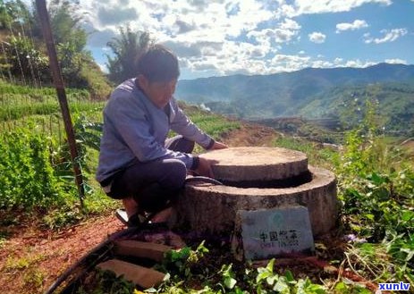 普洱茶的移栽技术要点：如何正确移栽普洱茶树？