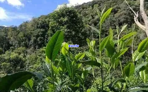 普洱茶的移栽技术要点：如何正确移栽普洱茶树？