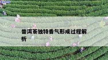 普洱茶的香型及其转变过程和特点解析