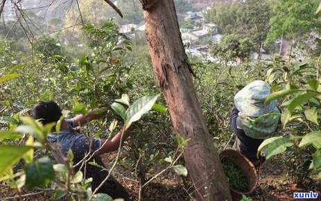 锛孿工艺下的高端曼松普洱茶：品味独特韵味