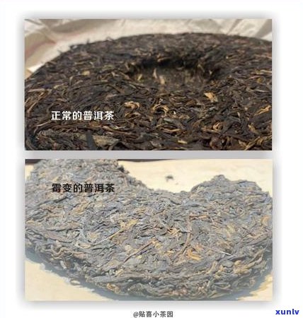 普洱茶饼霉变的原因是什么？引发普洱茶饼霉变的因素有哪些？