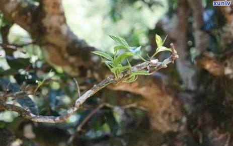 老班章精选古树竹筒茶，清甜回味令人难忘