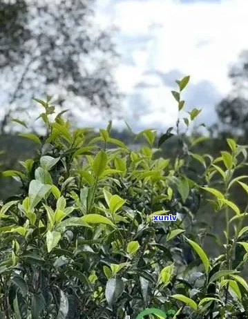 班章是哪个茶山的