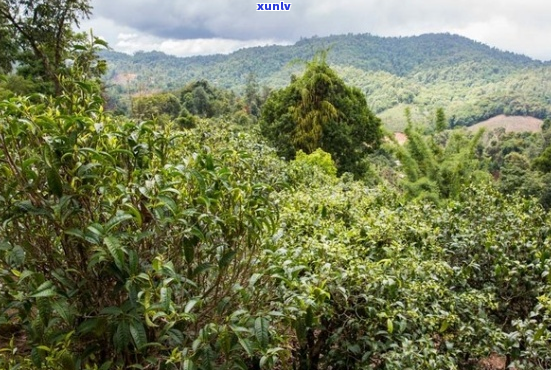 班章是哪个茶山的