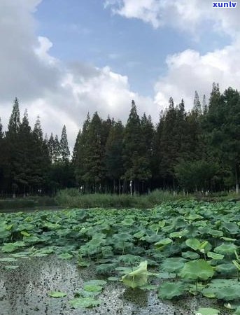 翡翠清欢戒指寓意：小清新翡翠戒指，象征幸福与美好。