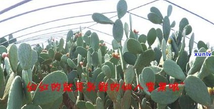 什么茶对咽喉好又有效：降血脂、缓解咽喉不适