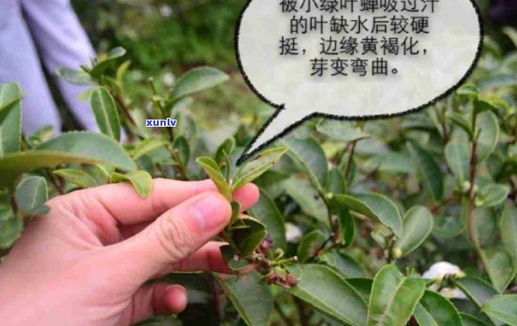 东方美人茶：品种、树种与价值解析