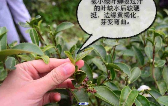 云南东方美人茶价格指南：一斤多少钱？购买渠道和品质如何鉴别？