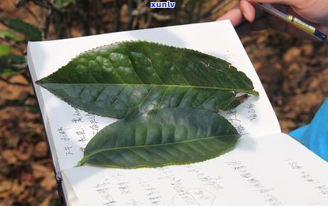 六大山头普洱茶特色对比：一场味觉之旅的深度解读