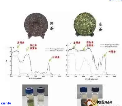 同时饮用绿茶和生普洱茶：可能的效果及其潜在风险解析