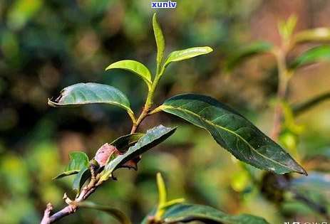 易武麻黑普洱茶的特点：生茶与熟茶的口感对比