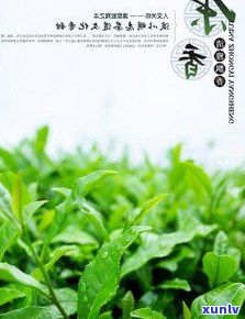 普洱茶库存20斤价格一览表：全面了解各类普洱茶的价格及品种