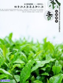 普洱茶库存20斤价格一览表：全面了解各类普洱茶的价格及品种