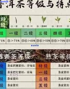 全面了解普洱茶排行榜：十大知名详解与选购指南