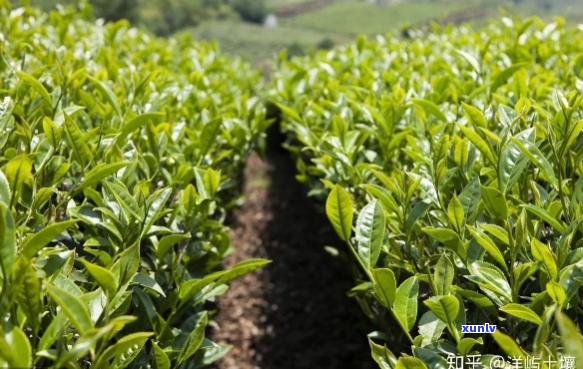 十亩山地绉嶆种植：茶叶产量如何影响因素探讨