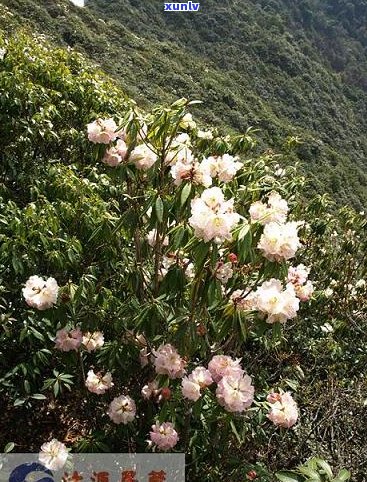 女儿饮用普洱茶的方式：科学搭配与功效更大化