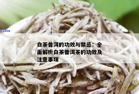 白桃普洱茶的功效与作用及禁忌：详解白桃茶与普洱茶的综合效应及注意事项