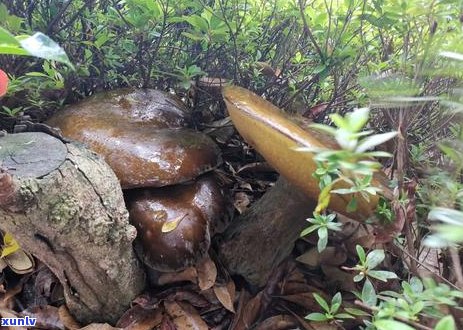 普洱茶饼一个多少斤重：探究普洱茶饼的重量及其影响因素