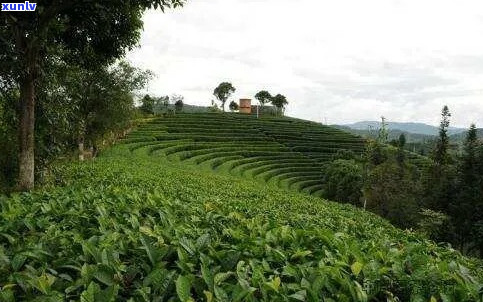 临沧哪里有普洱茶场：临沧产区普洱茶及茶叶场信息