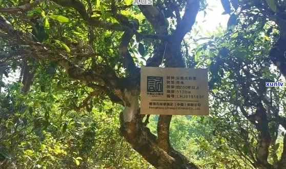 普洱茶包装标识：古树茶与非古树茶的区别及其影响