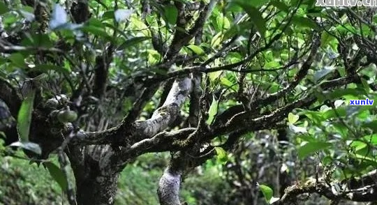 普洱茶不能标注古树