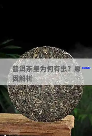 普洱茶给蚊香熏过还能喝吗