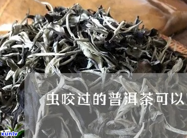 普洱茶给蚊香熏过还能喝吗