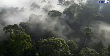 日清凉，普洱茶助健：探索饮用普洱茶的优势与注意事项