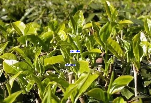 广东气候如何存普洱茶树：广东地区保存普洱茶的 *** 及种植条件