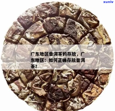 广东地区普洱茶保存技巧及注意事项