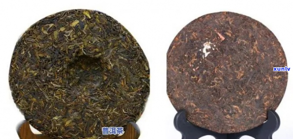 紫金芽属于普洱茶吗