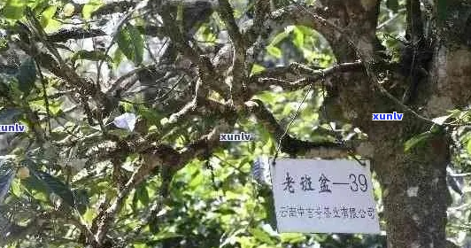 国际金奖茶王古树普洱茶：品种特点、 *** 工艺与品饮体验详解