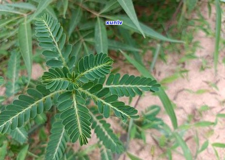 用什么泡茶可以护肝解？推荐几种养肝茶饮