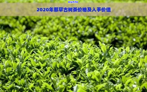 新2020年那罕古树茶价格大全，品质与历的完美融合