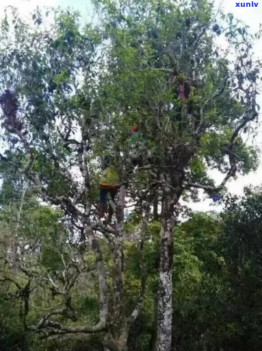 那罕古树茶海拔