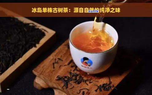 源自冰岛的古树普洱生茶：纯净自然的味道