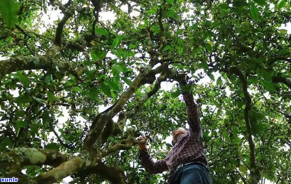 2016年无量山古树茶价格概览