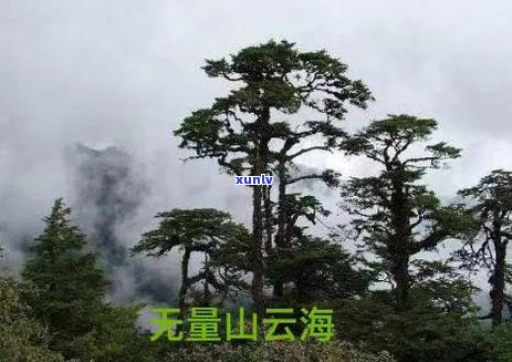 探索无量山普洱茶的丰富口感：揭秘其风味特征与品鉴技巧